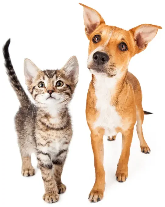 Striped kitten and brown puppy standing on a white studio background.
