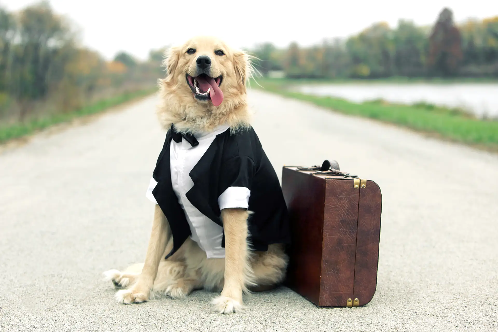 Pet Travel