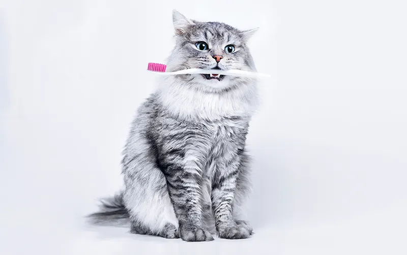 Cat holding a toothbrush