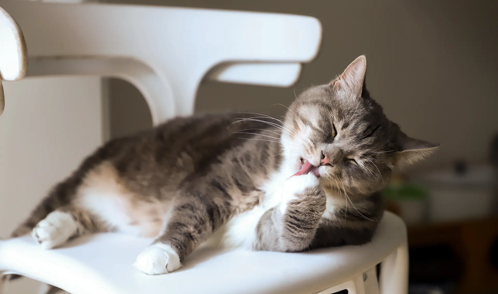 Dental Cleaning in Cats