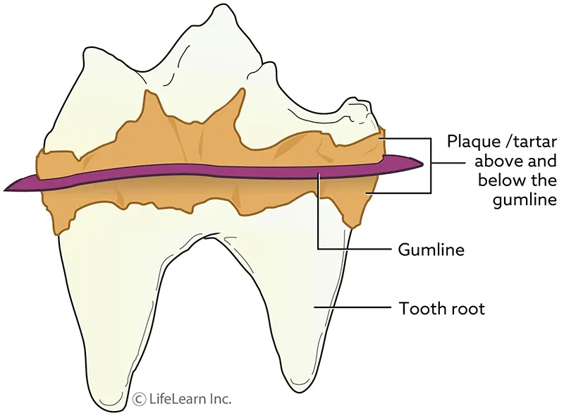 Diagram of a cat's tooth