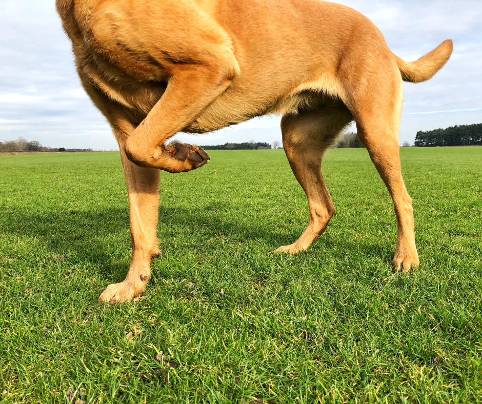 Pet Limping? 7 Signs Your Pet Needs Urgent Vet Care