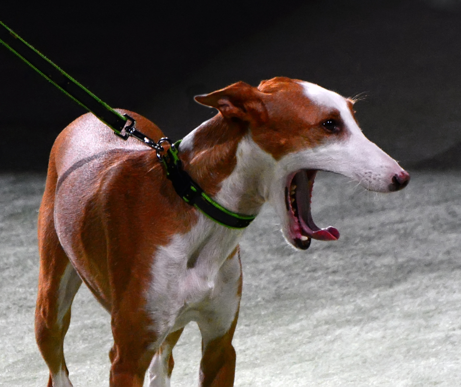 Vomiting: 5 Warning Signs Your Pet Needs Urgent Care in Brooklyn