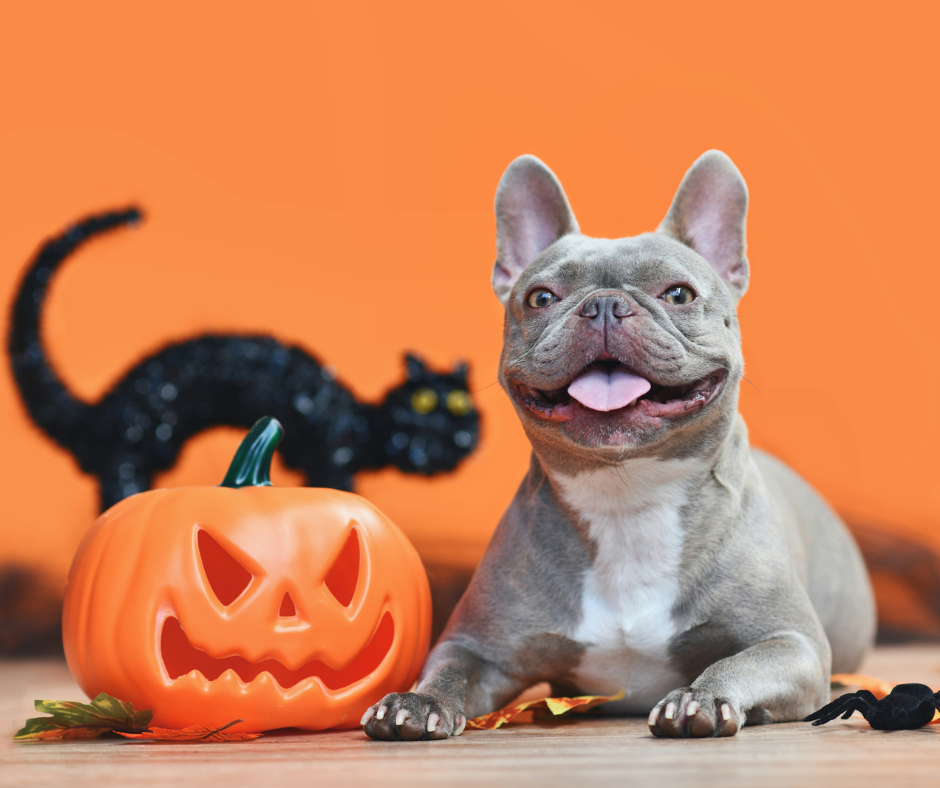 Halloween Pet Hazards: 8 Signs Your Pet Needs Urgent Pet Care in Brooklyn